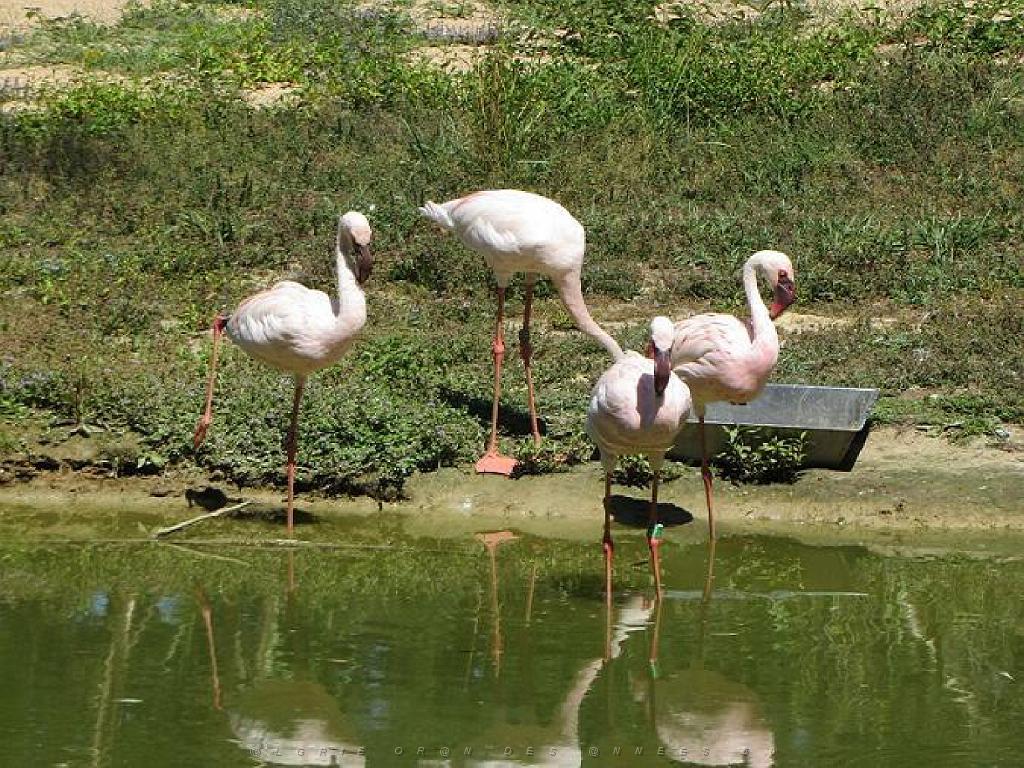 101PARC AUX OISEAUX DANS L AIN 2016 1_000014.jpg
